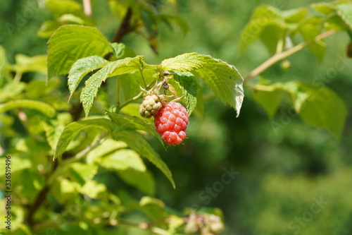 strawberry on a bush