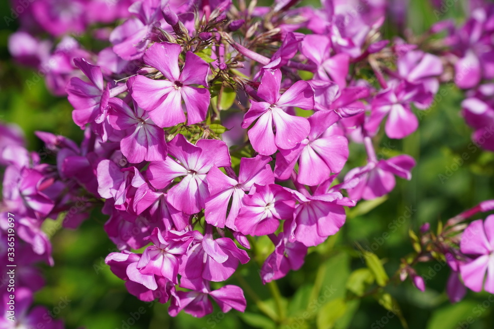pink flowers in the garden pink flowers in the garden