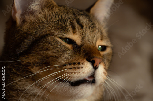 Canvas Print sleepy cat with a languid half-closed gaze