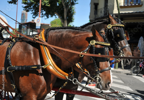 caballo tirando de carruaje,detalle de atalaje Sevilla España 05/04/2019