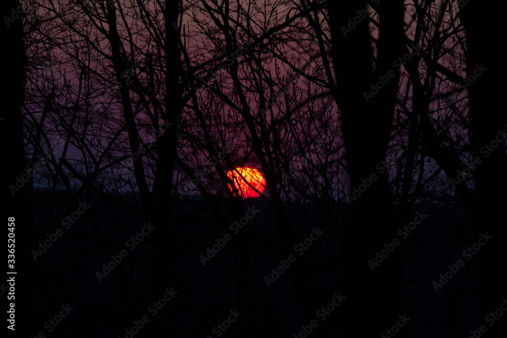 Orange glow sunset with tree branches. Background Orange glow sunset with tree branches. Background