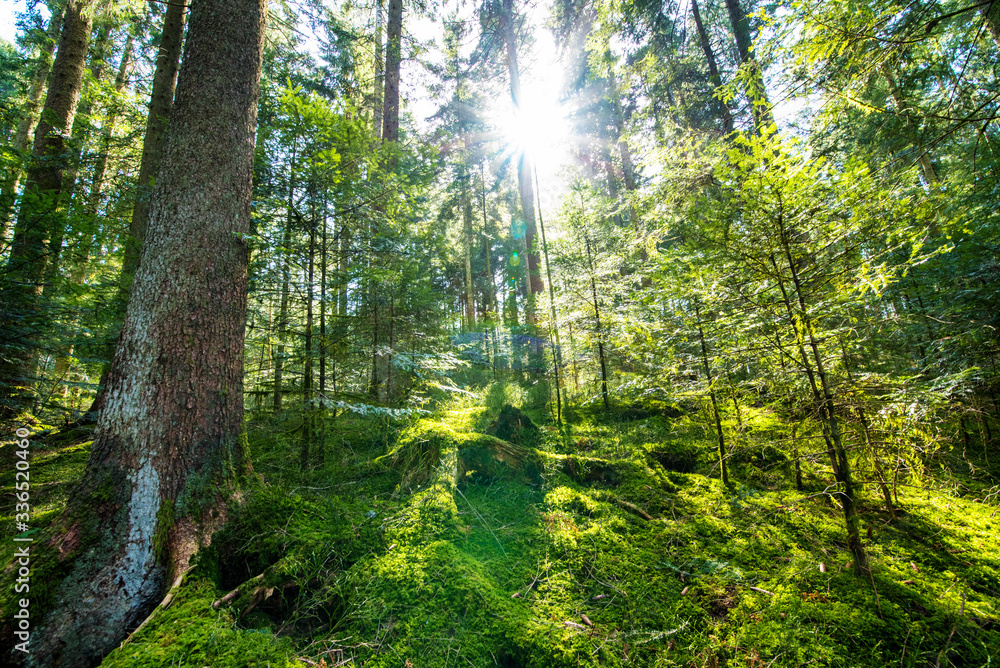 Obraz premium Sonnenstrahlen im grünen Zauberwald