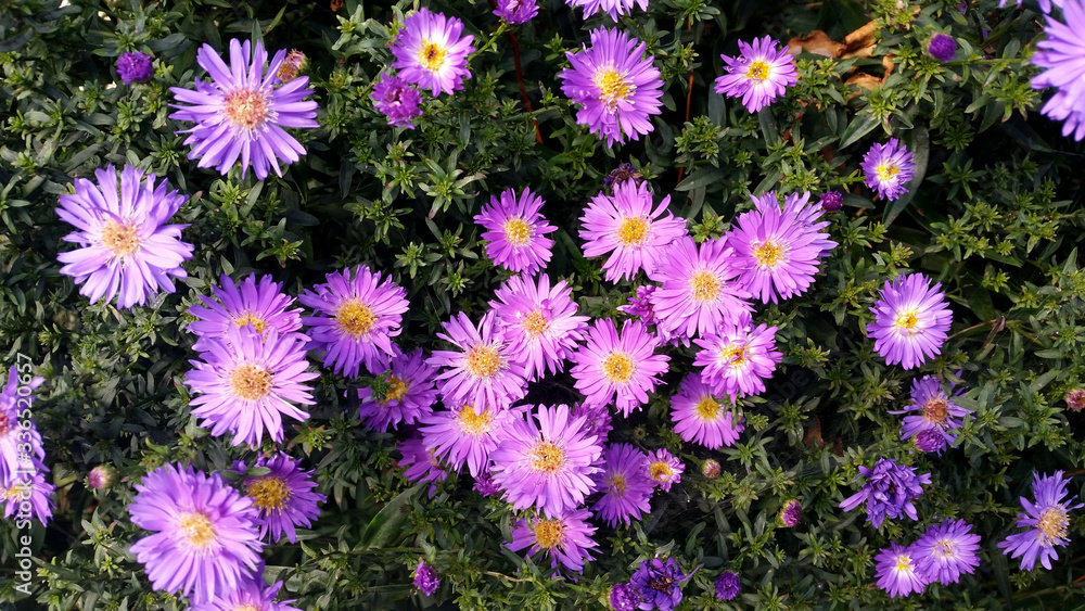 Fototapeta premium Aster novi-belgii 'Audrey'