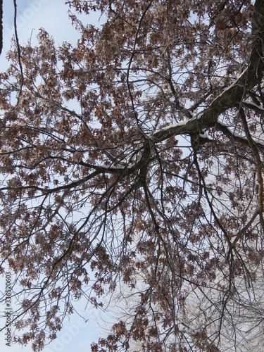 Winter Oak Baugh photo