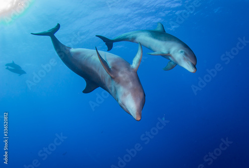 dolphin in blue water
