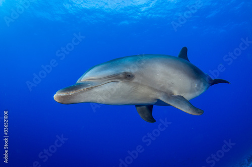 dolphin in a blue