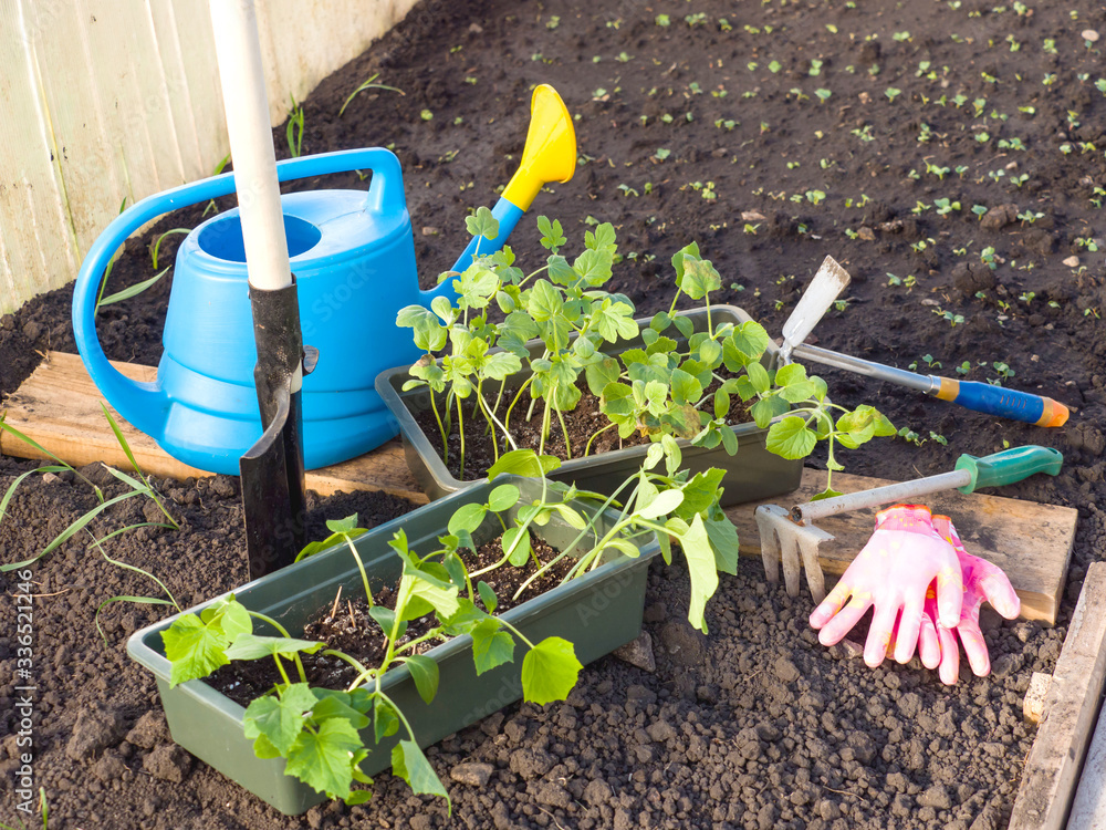 Green tomato seedlings, blue plastic watering can. Transplanting seedlings in the spring. Gardening. Greenhouse Green tomato seedlings, blue plastic watering can. Transplanting seedlings in the spring. Gardening. Greenhouse