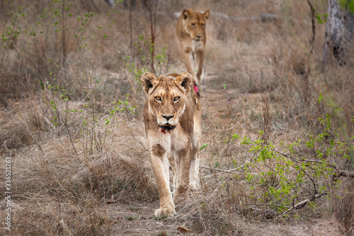 injured lioness after hunting south Africa Kruger park