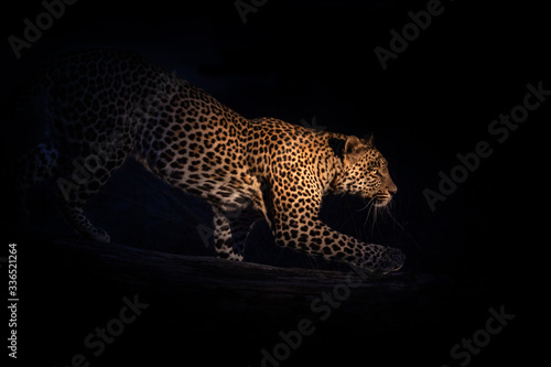 portrait of hunting leopard on a tree at night