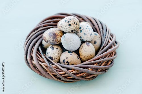 Beautiful colorful quail eggs in bird nest on light blue background.