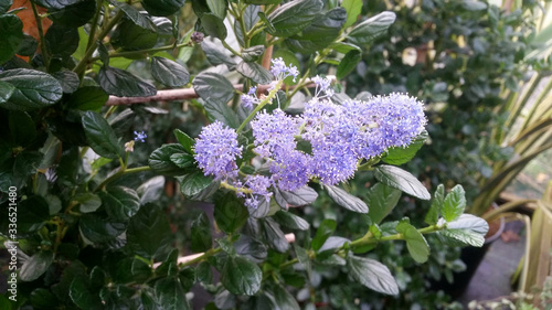 Ceanothus griseus 'Yankee Point'