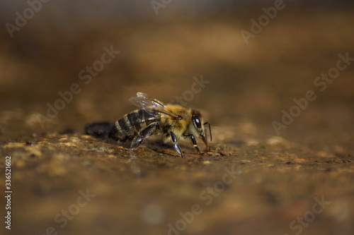 Nahaufnahme einer Honigbiene bei der Wasseraufnahme 