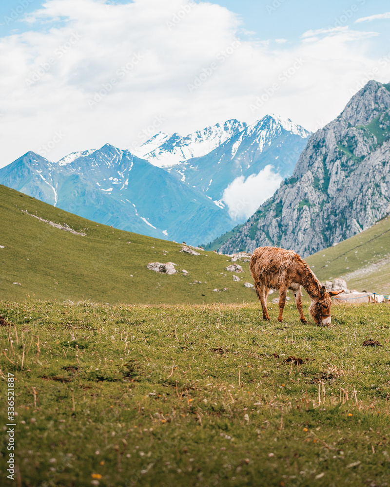 Fototapeta premium doneky in the mountains of kyrgyzstan