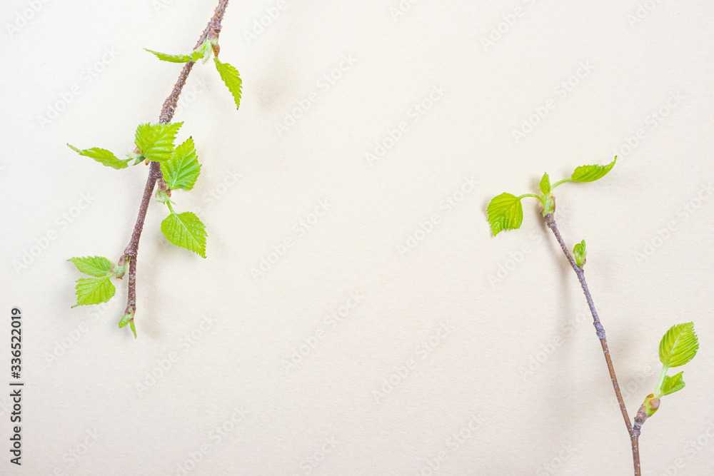 Branches with freshly blossomed leaves on a light pastel background. Spring concept. Minimalism, flat lay, top view, copyspace. Branches with freshly blossomed leaves on a light pastel background. Spring concept. Minimalism, flat lay, top view, copyspace.