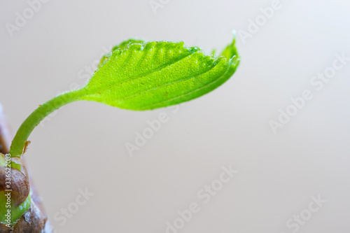 A branch with a freshly blossomed leaf on a light pastel background. Macro photo. Spring concept. Minimalism, flat lay, top view, copyspace.