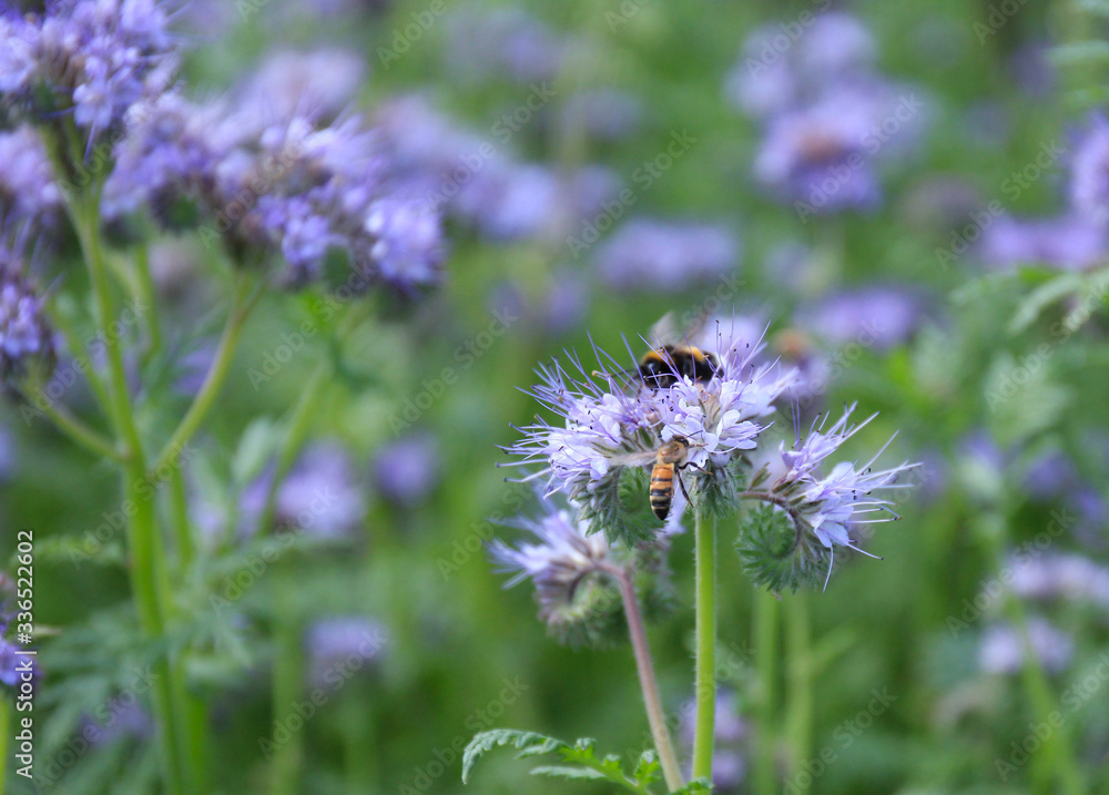 Bees and bumblebees pollinate phacelia flowers. purple phacelia flower with bees and bumblebees Bees and bumblebees pollinate phacelia flowers. purple phacelia flower with bees and bumblebees