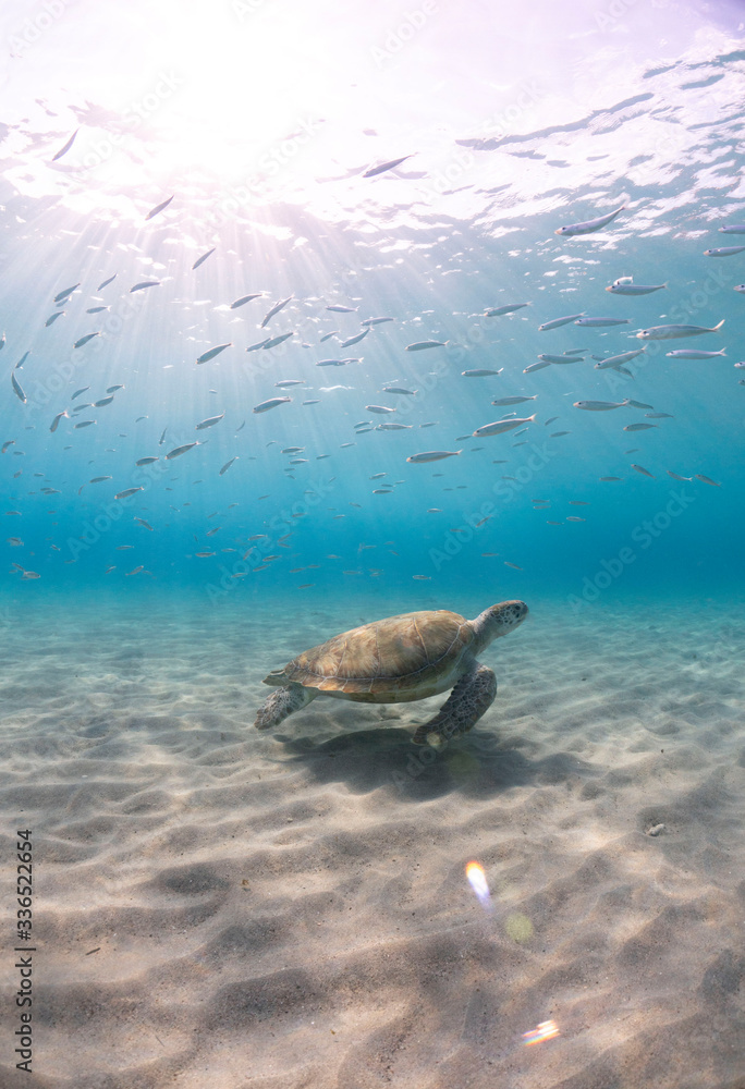 Obraz premium Green sea turtle swimming in crystal clear waters in the Caribbean seas off the coast of Curacao.