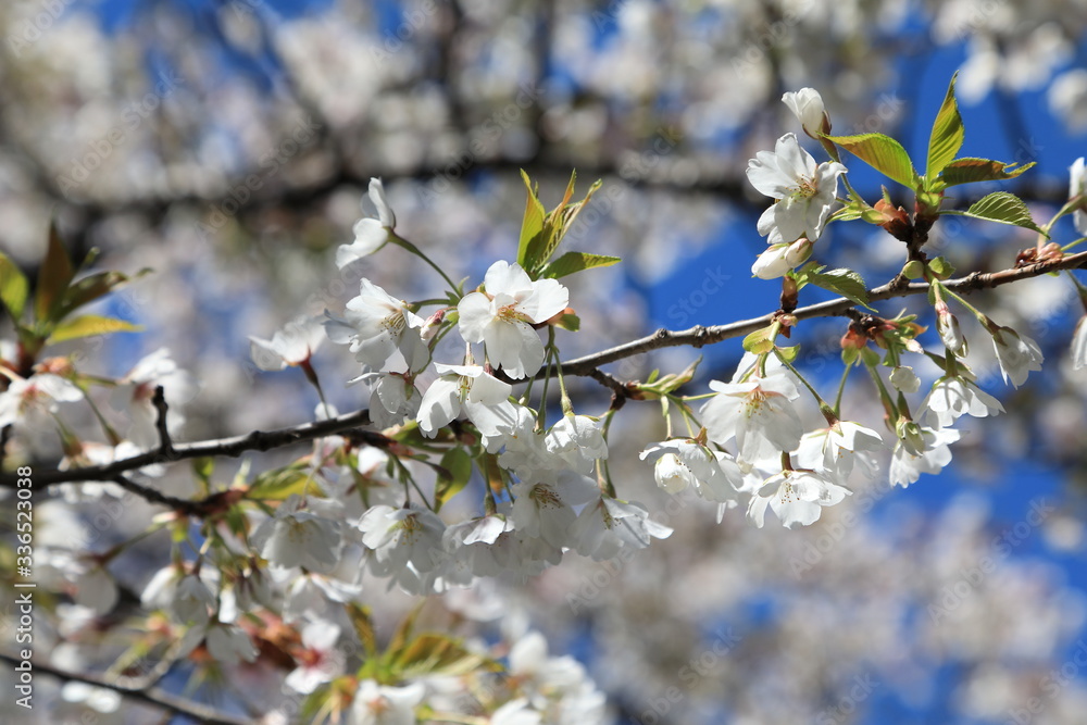 Naklejka Cherry Blossom in Tokyo Japan