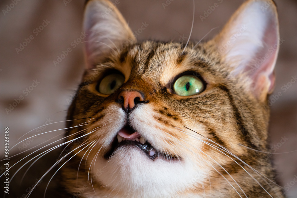 playful cat with green eyes saw a new object of attack playful cat with green eyes saw a new object of attack