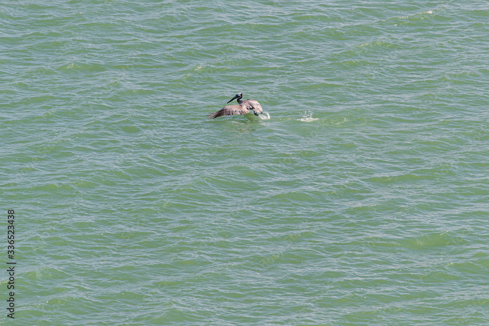 bird PELICAN PAJARO AGUA..