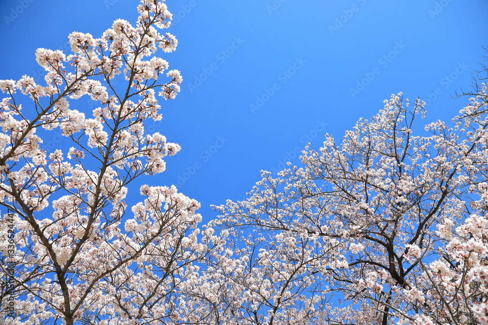 Cherry Blossom in Tokyo Japan