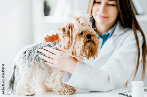 Veterinarian doctor and a york terrier at vet clinic. photo