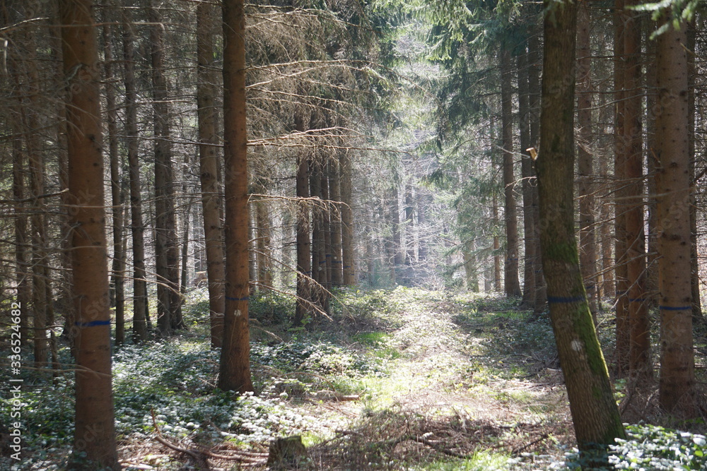Naklejka premium bäume wasser blume pflanze bach wald waldweg baum stamm lederblume frühling 