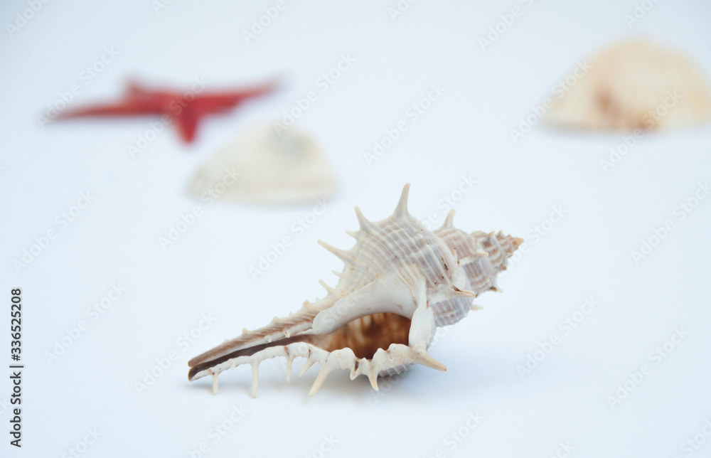 Isolated sea shell on white background. Blurred background. Sea shells and red sea star Isolated sea shell on white background. Blurred background. Sea shells and red sea star