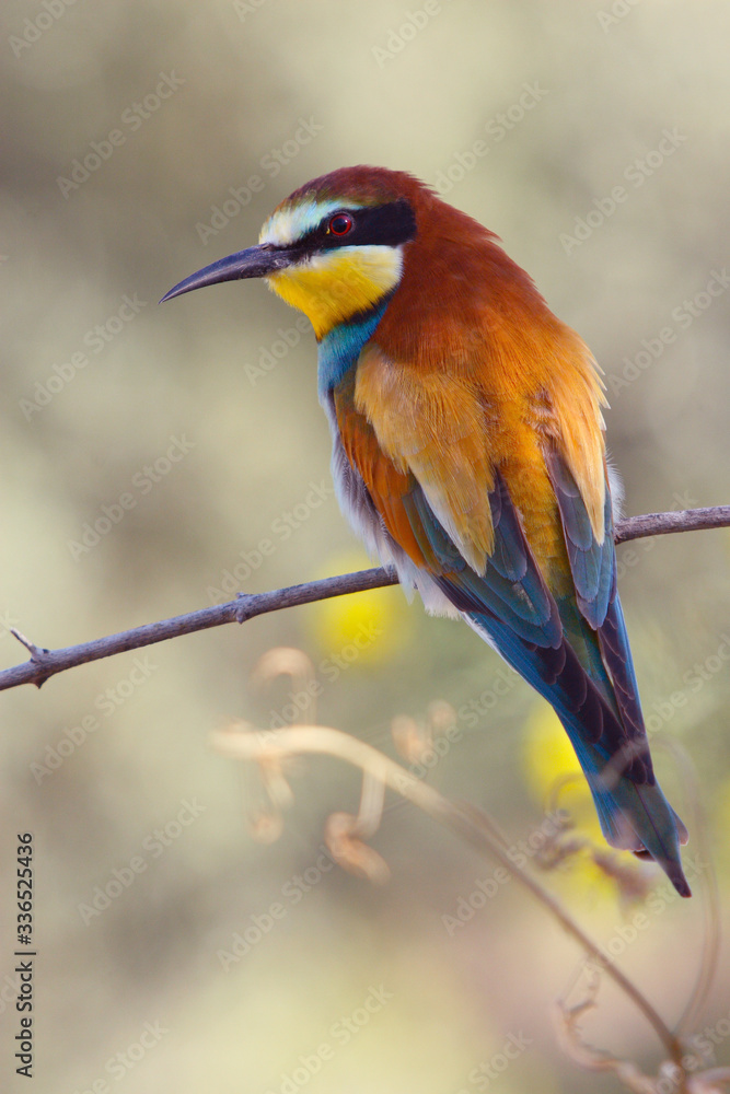 Fototapeta premium Bee-eater perched on a twig in the countryside in the sun in spring.