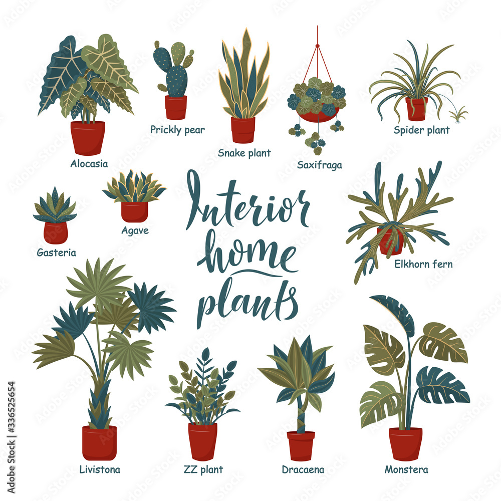 Tropical Indoor Plants Names And Pictures Infoupdate