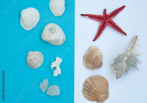 Summer background, sea shells on half blue and half white background, top view, copy space. Summer concept.