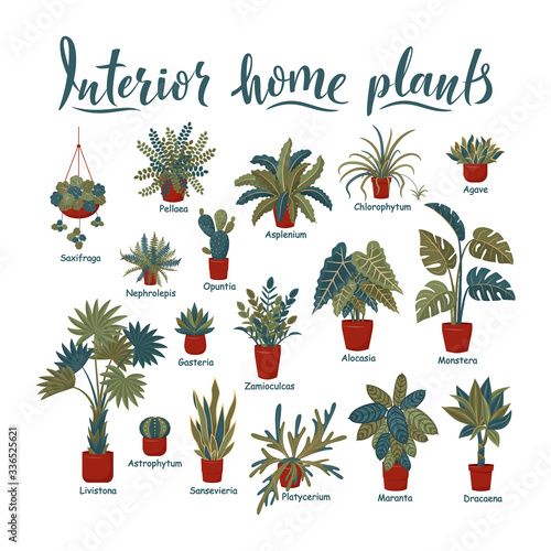 Big plants collection. Interior potted plants with plant names. Urban jungle, trendy home decor with plants. Succulents, cactus, fern, tropical leaves. Set of indoor plant vector. Cozy home