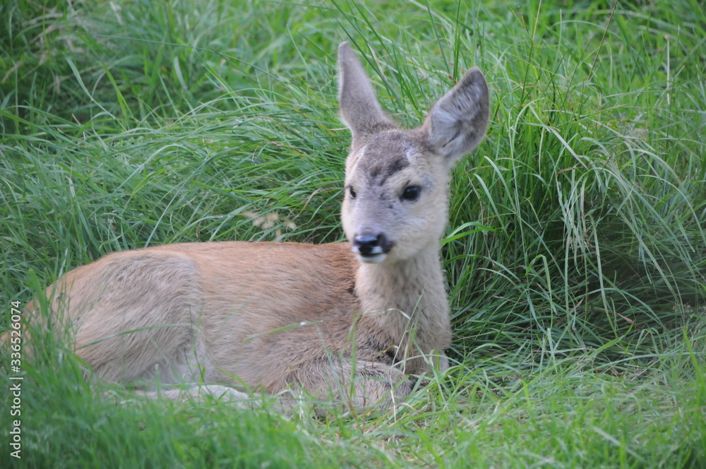 Fototapeta premium European roe deer (Capreolus capreolus) posing and displaying on camera