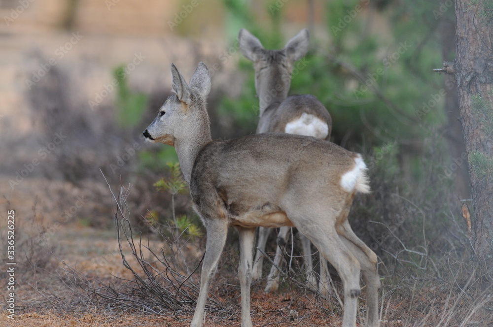 European roe deer (Capreolus capreolus) posing and displaying on camera European roe deer (Capreolus capreolus) posing and displaying on camera