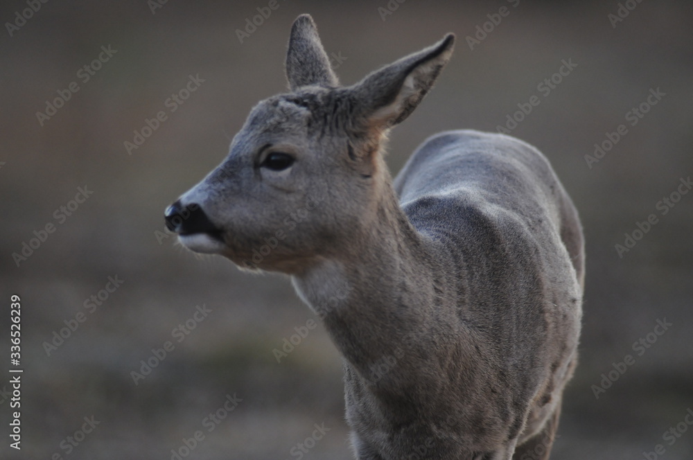 Fototapeta premium European roe deer (Capreolus capreolus) posing and displaying on camera