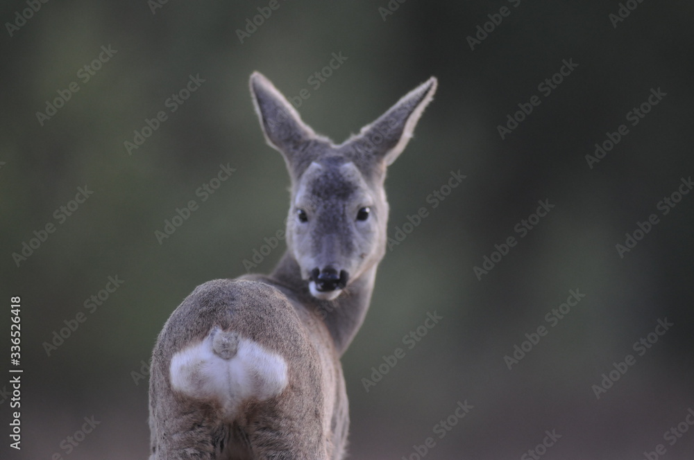 European roe deer (Capreolus capreolus) posing and displaying on camera