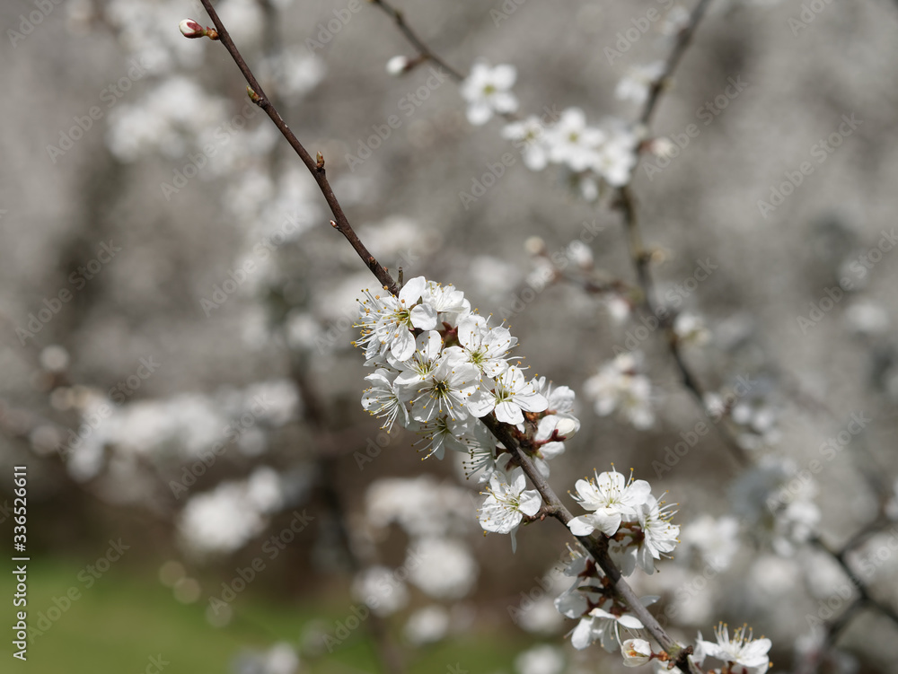 Close-up of cherry blossom flowers and buds. Spring concept. Close-up of cherry blossom flowers and buds. Spring concept.