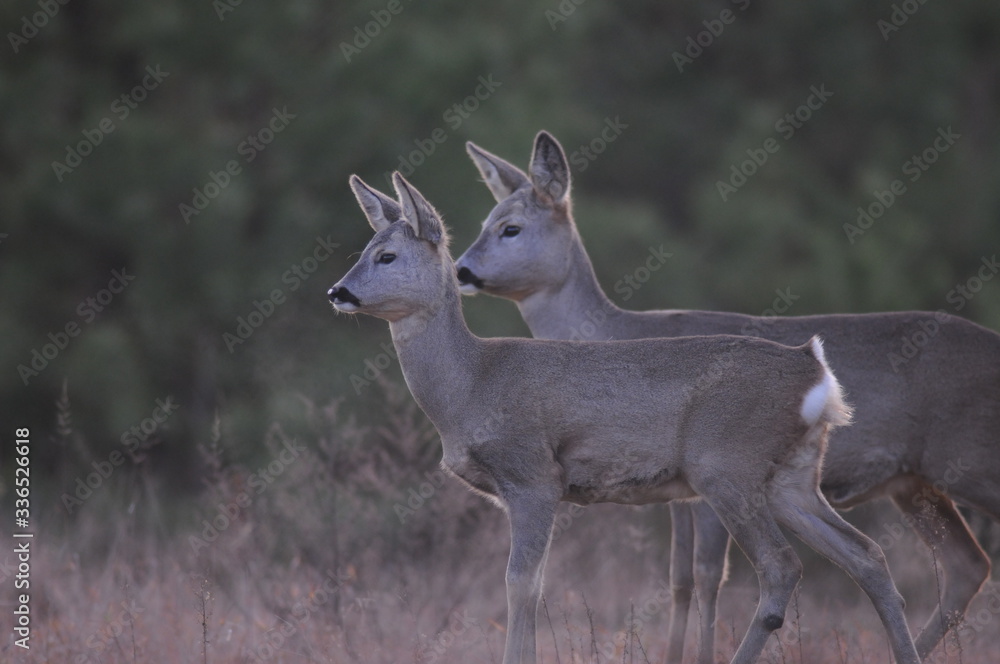 European roe deer (Capreolus capreolus) posing and displaying on camera European roe deer (Capreolus capreolus) posing and displaying on camera