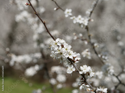 Close-up of cherry blossom flowers and buds. Spring concept.
