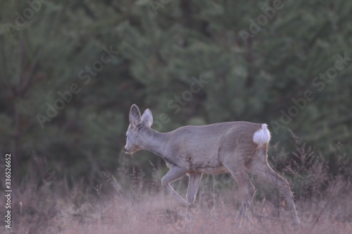 Fototapeta Naklejka Na Ścianę i Meble -  European roe deer (Capreolus capreolus) posing and displaying on camera