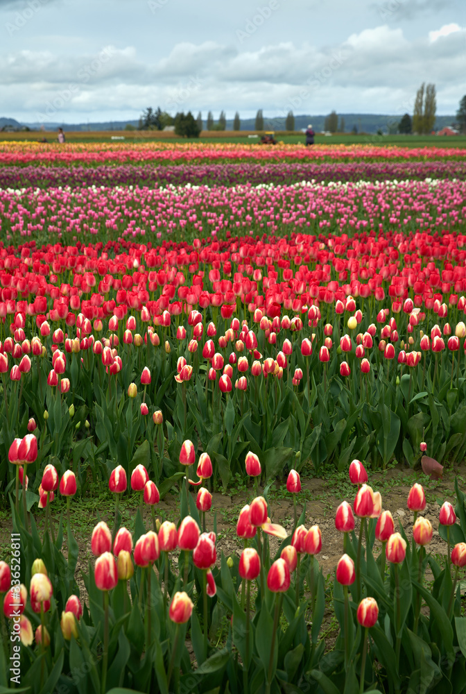 Skagit Valley Tulip Festival USA. A field of tulips in the Skagit Valley, Washington State.

