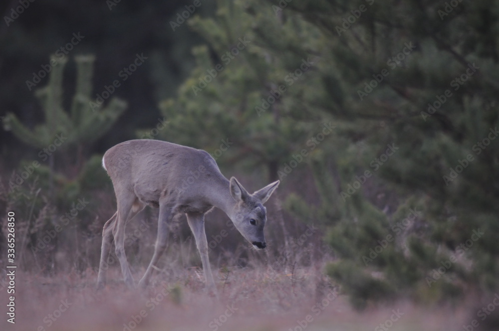 European roe deer (Capreolus capreolus) posing and displaying on camera European roe deer (Capreolus capreolus) posing and displaying on camera