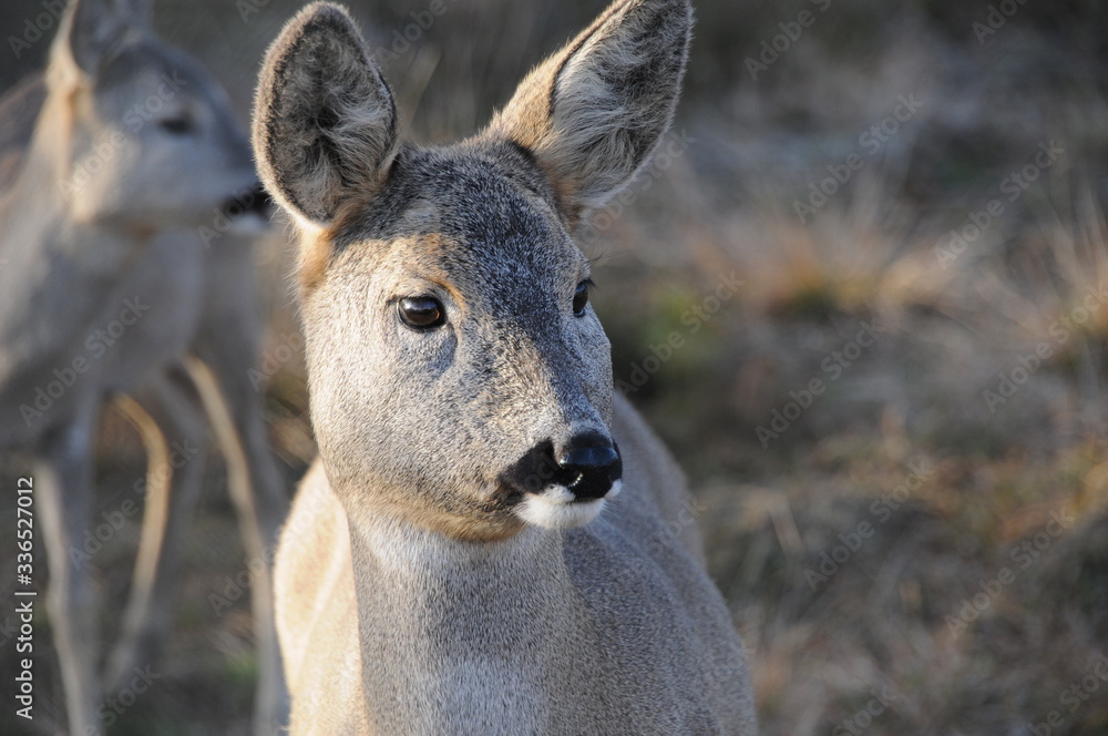European roe deer (Capreolus capreolus) posing and displaying on camera