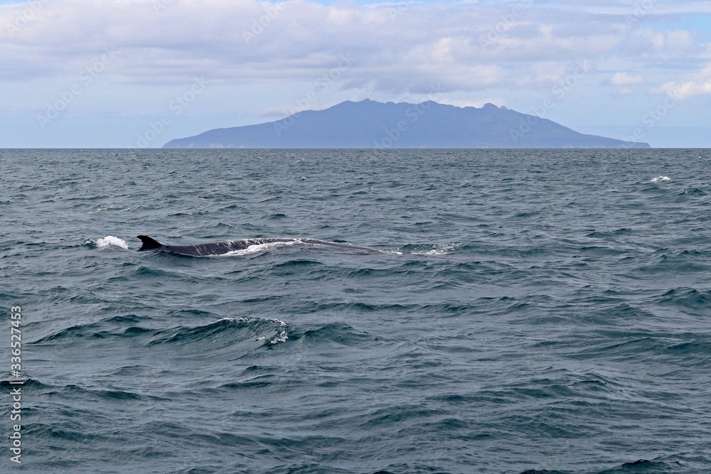 Fototapeta premium Buckelwal vor Insel