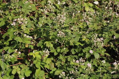 Texture of an old blackberry hedge ( probably Rubus corylifolius agg. ) with green leaves, buds and some blossoms in may