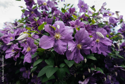 A beautiful, lush purple clematis Bush grows in the garden. Floristic