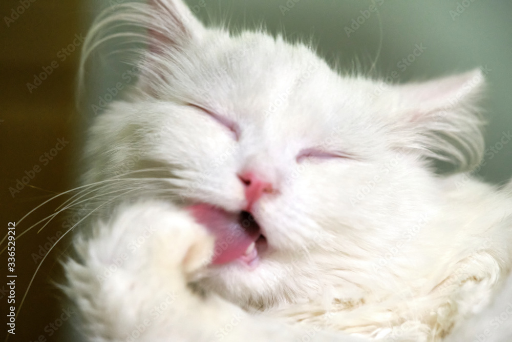 White cat licks close-up color macro