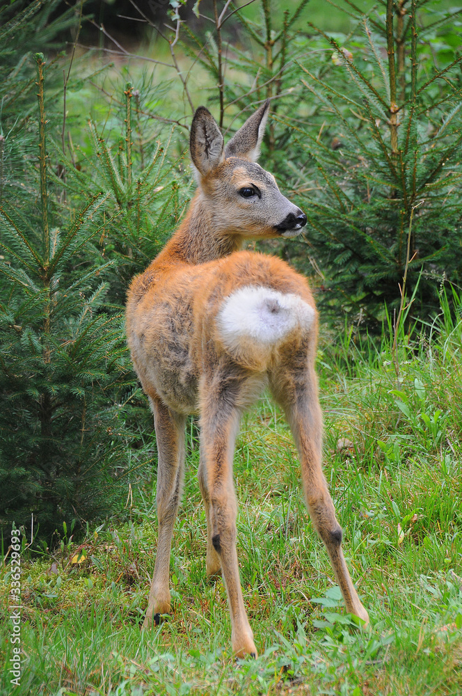 European roe deer (Capreolus capreolus) posing and displaying on camera European roe deer (Capreolus capreolus) posing and displaying on camera