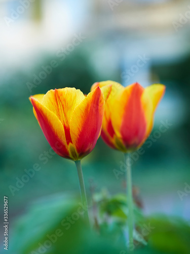 red yellow tulip