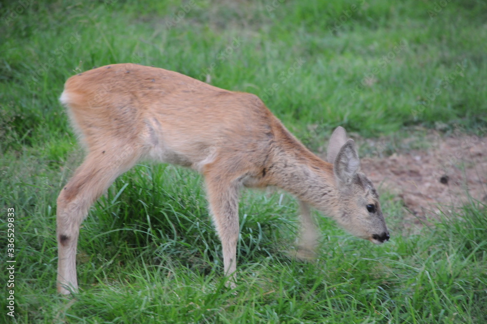 European roe deer (Capreolus capreolus) posing and displaying on camera European roe deer (Capreolus capreolus) posing and displaying on camera